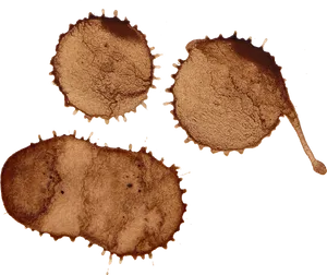 Coffee Stain Trio.png PNG Image