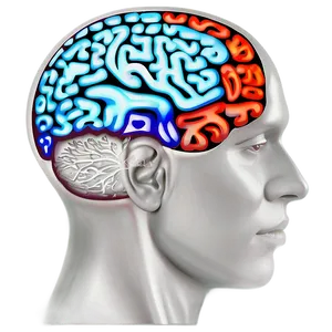 Cognitive Brain Outline Png Fbd18 PNG Image