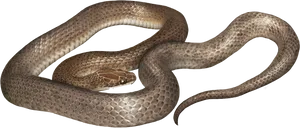 Coiled Brown Cobra.png PNG Image