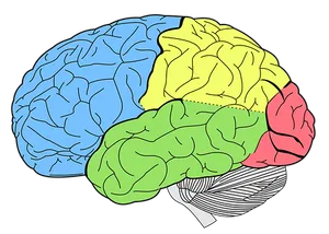 Color Coded Brain Illustration PNG Image