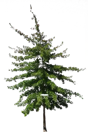 Colorado Evergreen Tree Isolated PNG Image