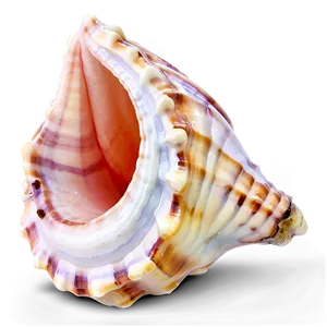 Colored Conch Shell Png Jgt PNG Image