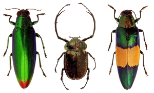 Colorful Beetle Trio PNG Image