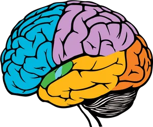 Colorful Brain Illustration PNG Image