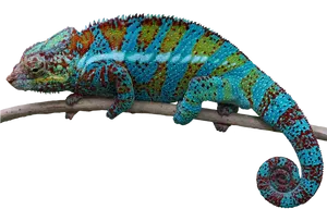 Colorful Chameleonon Branch PNG Image