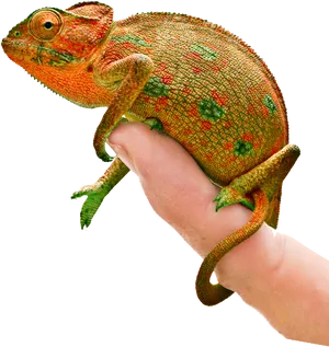 Colorful Chameleonon Human Hand PNG Image