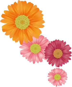 Colorful Chrysanthemums Illustration PNG Image