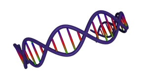 Colorful D N A Double Helix Structure PNG Image