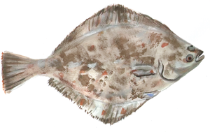 Colorful Flounder Side View PNG Image