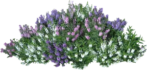 Colorful Flowering Shrub Top View PNG Image