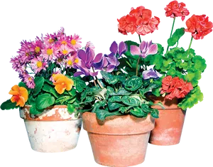 Colorful Flowersin Terra Cotta Pots PNG Image