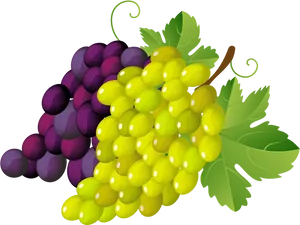 Colorful Grape Bunches Vector PNG Image