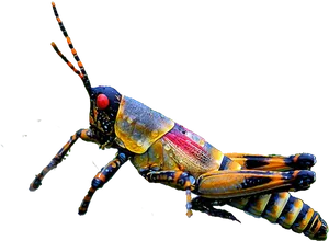 Colorful Grasshopper Isolatedon Grey PNG Image