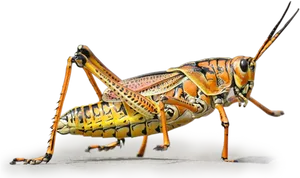 Colorful Grasshopper Side View PNG Image