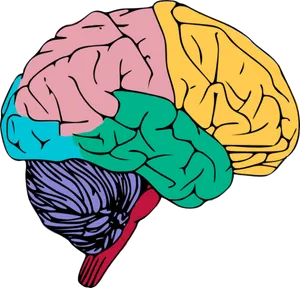 Colorful Human Brain Illustration PNG Image