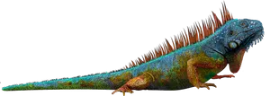 Colorful Iguana Profile PNG Image