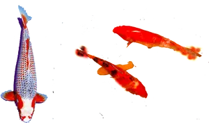 Colorful Koi Fish Swimming PNG Image