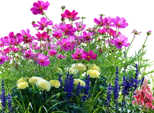 Colorful Meadow Flowers PNG Image