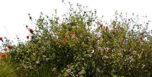 Colorful Meadow Flowers PNG Image