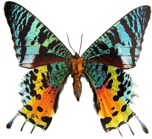 Colorful_ Moth_ Spread_ Wings PNG Image