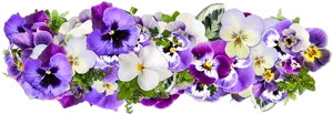 Colorful Pansy Flowers Transparent Background PNG Image