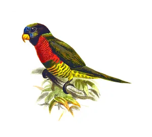 Colorful Parrot Illustration PNG Image