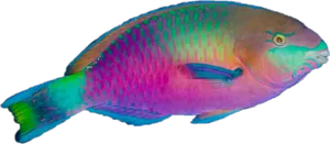 Colorful Parrotfish Side View PNG Image