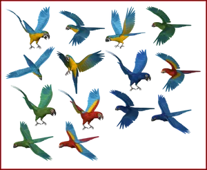 Colorful_ Parrots_in_ Flight_ Collage PNG Image