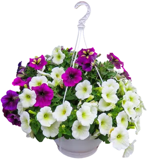 Colorful Petunia Hanging Basket Floral Display.jpg PNG Image