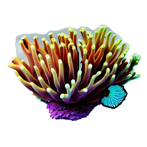 Colorful Reef Underwater Png 30 PNG Image