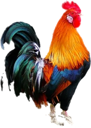 Colorful Rooster Standing Transparent Background PNG Image