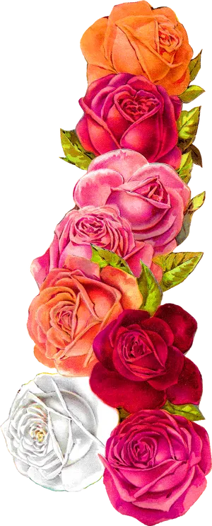 Colorful_ Roses_ Border_ Design PNG Image