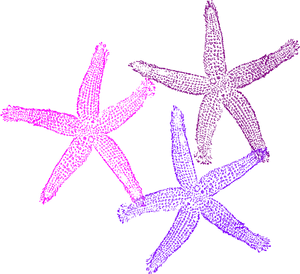 Colorful Starfish Clipart PNG Image