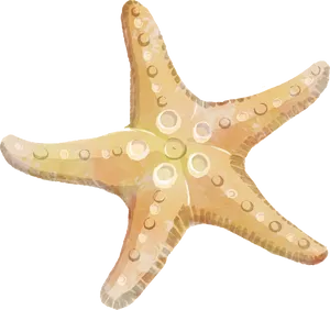 Colorful_ Starfish_ Clipart PNG Image