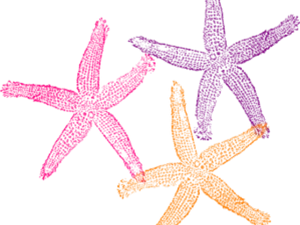 Colorful Starfish Trio Clipart PNG Image