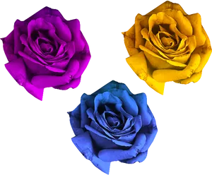 Colorful Trio Roses Black Background PNG Image