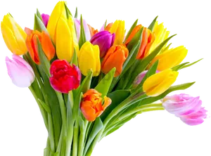 Colorful_ Tulip_ Bouquet_ Transparent_ Background.png PNG Image