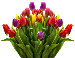 Colorful Tulip Bouquet Transparent Background PNG Image