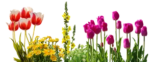 Colorful_ Tulips_and_ Spring_ Flowers_ Against_ Black_ Background.jpg PNG Image