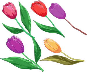 Colorful_ Tulips_ Vector_ Illustration PNG Image