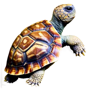 Colorful Turtle Shell Drawing Png 93 PNG Image