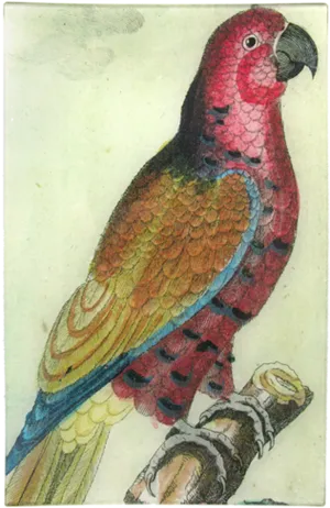 Colorful Vintage Parrot Illustration PNG Image