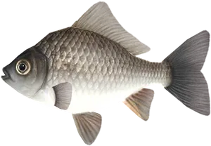 Common Carp Illustration.png PNG Image