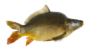 Common Carp Side View PNG Image