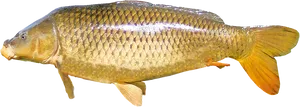 Common Carp Side View.png PNG Image