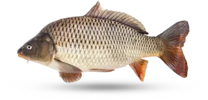 Common Carp Side View.png PNG Image