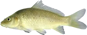 Common Carp Side View PNG Image