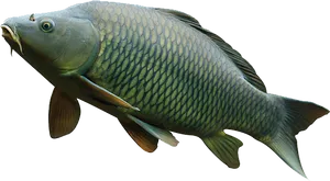 Common Carp Swimming Isolated PNG Image