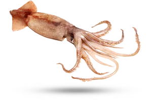 Common Squid Swimming PNG Image