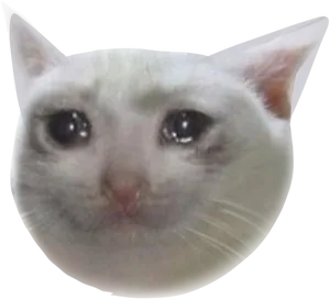 Concerned Cat Meme Face.png PNG Image